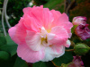 Гибискус изменчивый (лат. Hibiscus mutabilis), семена