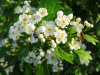 Боярышник алтайский (лат. Crataegus altaica), семена