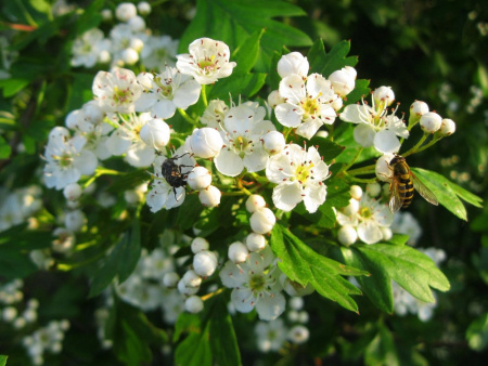 Боярышник алтайский (лат. Crataegus altaica), семена