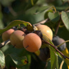 Хурма кавказская или обыкновенная Микс (лат. Diospyros lotus 'Mix'), семена