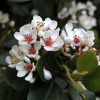 Иглочешуйник зонтичный или Рафиолепис зонтичный (лат. Rhaphiolepis umbellata), семена