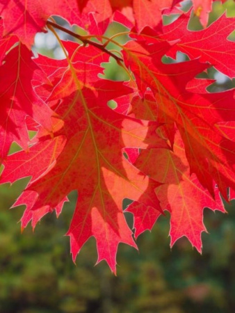 Дуб красный (лат. Quercus rubra), сеянец, 3 шт 