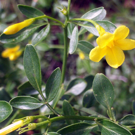 Жасмин кустарниковый желтый (лат. Jasminum fruticans), семена