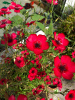Лен крупноцветковый красный (лат. Linum grandiflorum), семена 100 шт