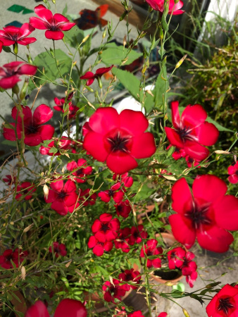 Лен крупноцветковый красный (лат. Linum grandiflorum), семена 100 шт