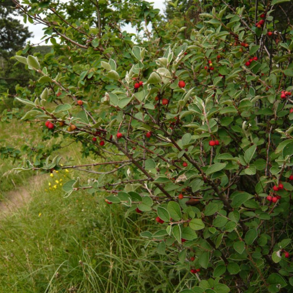 Кизильник войлочный (лат. Cotoneaster tomentosus), семена