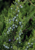 Можжевельник китайский (лат. Juniperus chinensis), семена