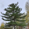 Сосна веймутова, или белая восточная (лат. Pinus strobus), семена