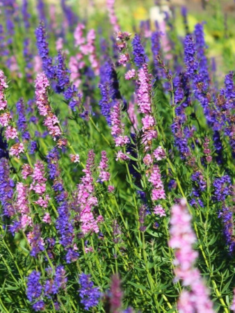 Иссоп лекарственный (лат. Hyssopus officinalis), семена