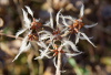 Клематис трехцветковый (лат. Clematis terniflora), семена 