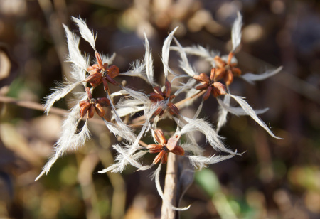 Клематис трехцветковый (лат. Clematis terniflora), семена 