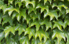 Виноград девичий триостренный (лат. Parthenocissus tricuspidata), семена