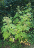Бузина травянистая (лат. Sambucus ebulus), в ягодах