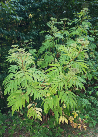 Бузина травянистая (лат. Sambucus ebulus), в ягодах