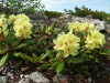 Рододендрон золотистый (лат. Rhododendron aureum), семена 0,02 грамма