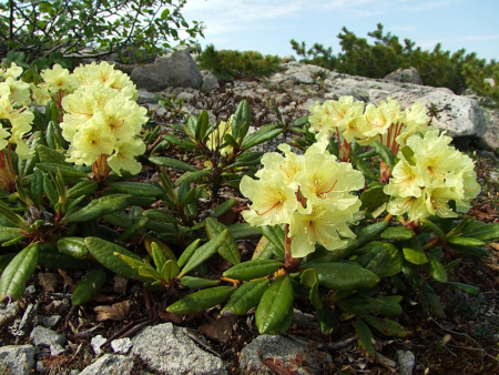 Рододендрон золотистый (лат. Rhododendron aureum), семена 0,02 грамма