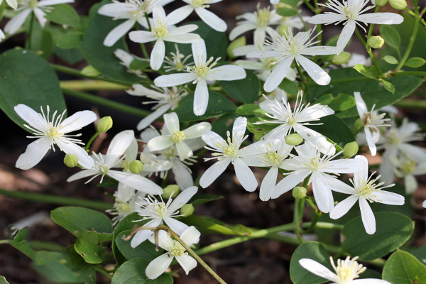 Клематис маньчжурский (лат. Clematis mandschurica), семена