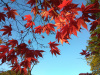 Клен маньчжурский (лат. Acer mandshuricum), семена