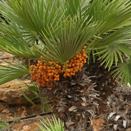 Пальма веерная европейская, или хамеропс приземистый (лат. Chamaerops Humilis), семена