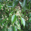 Лавр камфорный, или коричник, или Камфорное дерево (лат. Cinnamomum camphora), семена