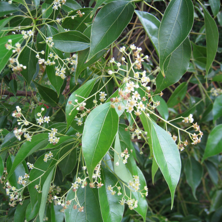 Лавр камфорный, или коричник, или Камфорное дерево (лат. Cinnamomum camphora), семена