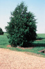 Туя западная (лат. Thuja occidentalis), семена