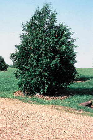 Туя западная (лат. Thuja occidentalis), семена