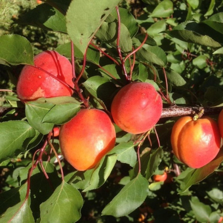 Абрикос Жердела дикий (лат. Prunus armeniaca L.)