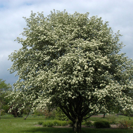 Рябина промежуточная (лат. Sorbus intermedia), семена