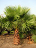 Пальма Вашингтония нитеносная (лат. Washingtonia filifera), саженец, 1 шт