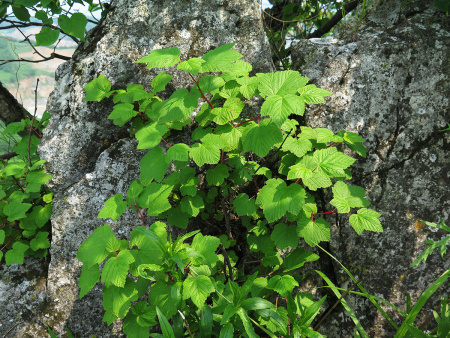 Пузыреплодник амурский (лат. Physocarpus amurensis), семена