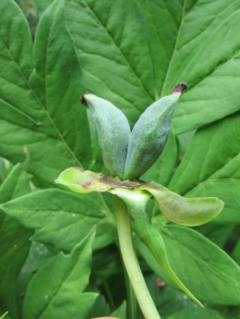 Пион Делавея (лат. Paeonia delavayi), семена