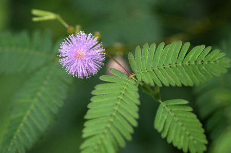Мимоза стыдливая (лат. Mimosa pudica), семена 