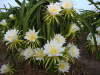 Питахайя Драконий фрукт (лат. Hylocereus undatus), саженцы, 3 шт