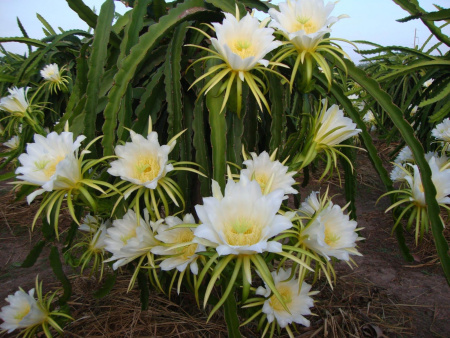 Питахайя Драконий фрукт (лат. Hylocereus undatus), саженцы, 3 шт