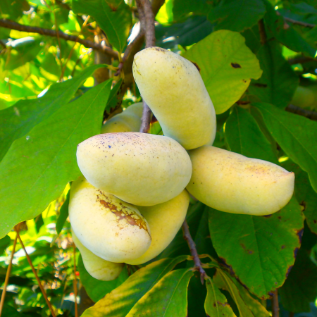 Азимина трёхлопастная (лат. Asimina triloba), семена