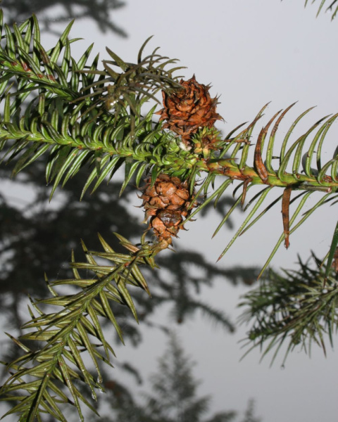 Кунингамия ланцетовидная (лат. Cunninghamia lanceolata), семена