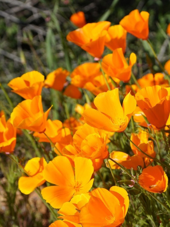 Мак калифорнийский эшшольция микс (лат. Eschscholzia californica), 100 штук