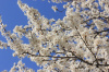 Алыча, или слива растопыренная желтые плоды (лат. Prunus cerasifera), семена