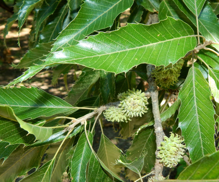 Дуб острейший (лат. Quercus acutissima) 10 шт, семена 