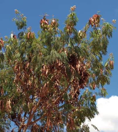 Мимоза белая, или Леуцена светлоголовчатая (лат. Leucaena leucocephala), семена