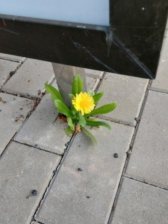Календула лекарственная многолетняя (лат. Calendula officinalis), семена 50 шт