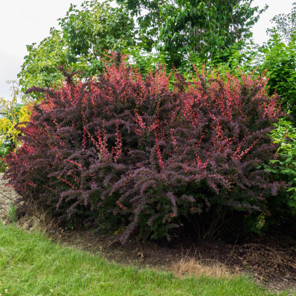 Барбарис тунберга Атропурпуреа (лат. Berberis thunbergii 'Atropurpurea'), семена