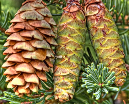 Ель канадская сизая (лат. Picea canadensis), семена 0,2 грамма