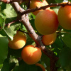 Абрикос обыкновенный (лат. Prunus armeniaca), семена
