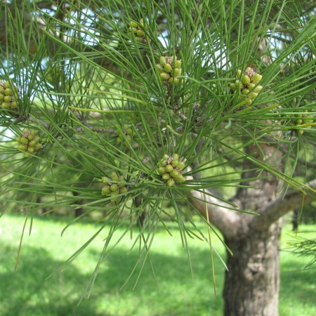 Сосна эльдарская (лат. Pinus eldarica), семена
