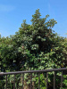 Лох крупнолистный (лат. Elaeagnus macrophylla), семена