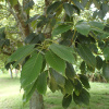 Дуб сизый, или Японский голубой дуб (лат. Quercus glauca), семена 