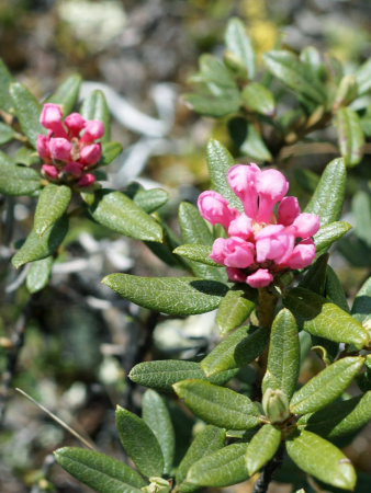 Рододендрон Адамса, или Саган Дали (лат. Rhododendron adamsii), семена 0,02 грамма
