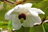 Магнолия Зибольда (лат. Magnolia sieboldii), семена 